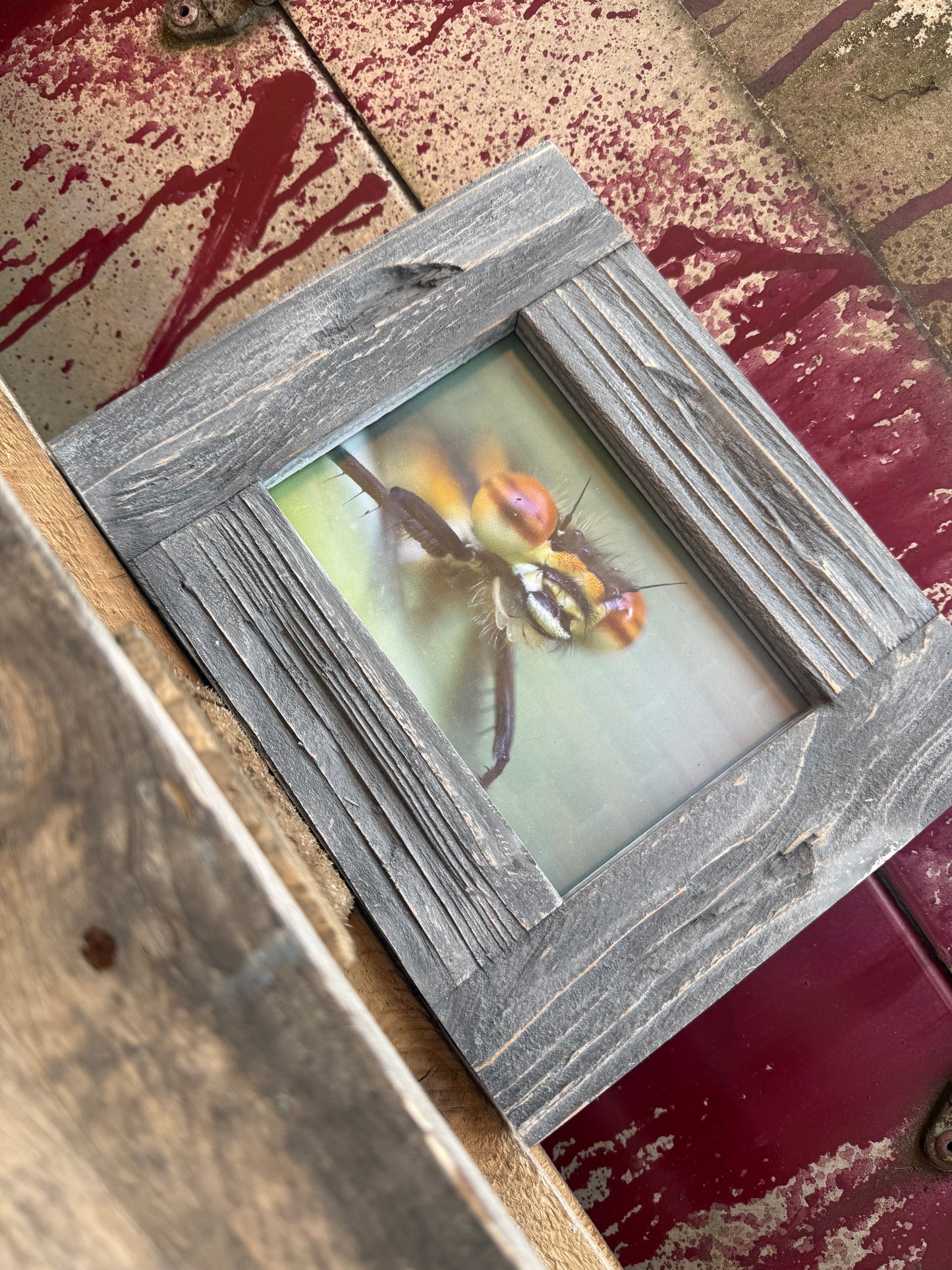 Ol’ Bug Eyes - Large Red Damselfly (Pyrrhosoma nymphula) Photograph A6 Print