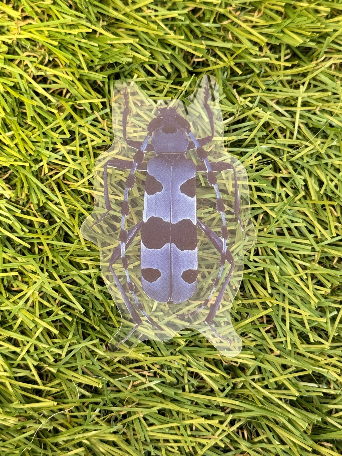 Rosalia Longicorn Beetle (Rosalia alpina) Transparent Sticker