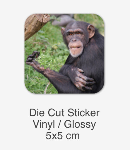 Contemplation - Common Chimpanzee - Pan troglodytes Sticker
