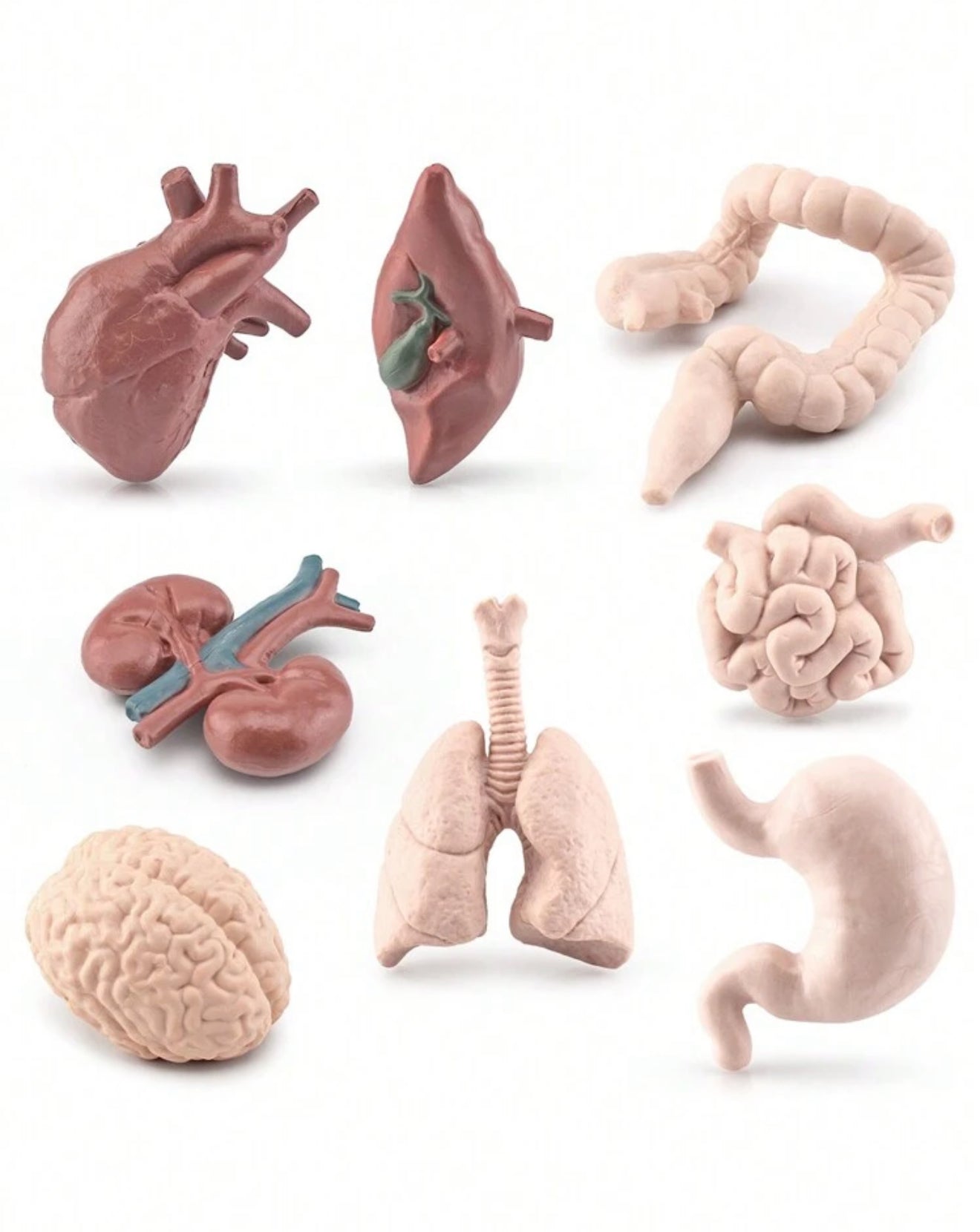 Organ Body Part Miniature Figure