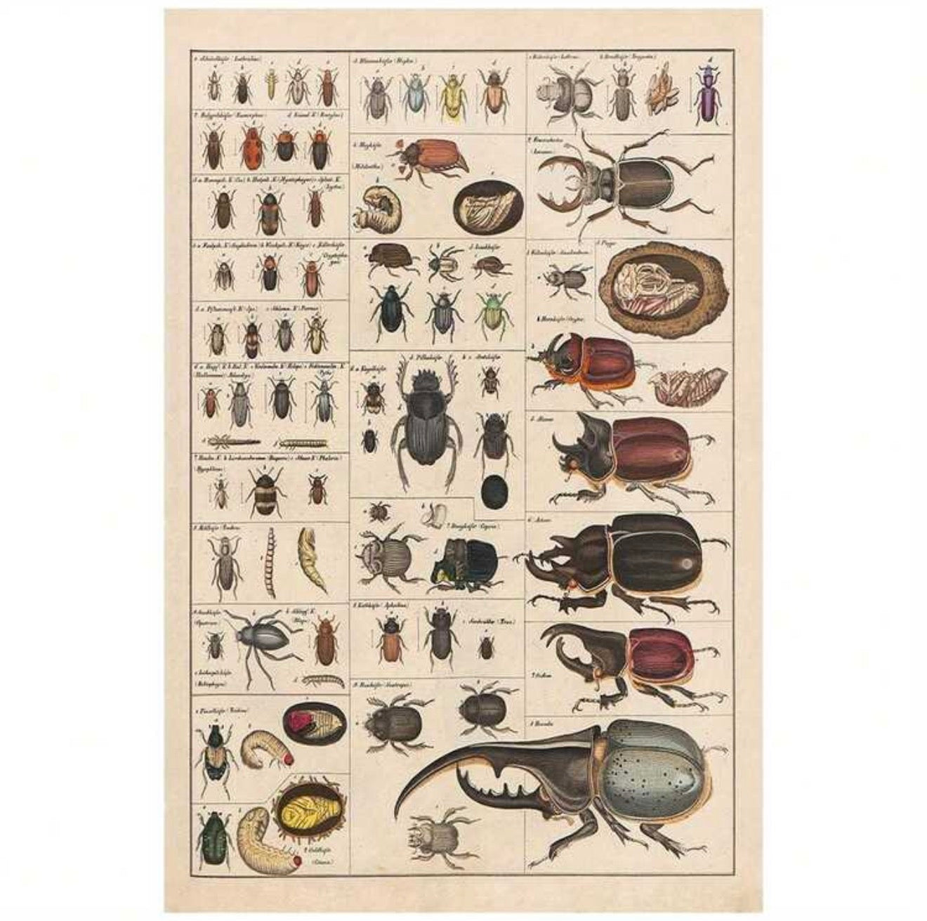 Beetle Species Vintage Unframed Canvas