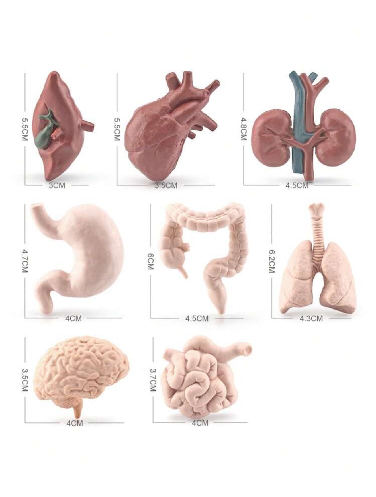 Organ Body Part Miniature Figure