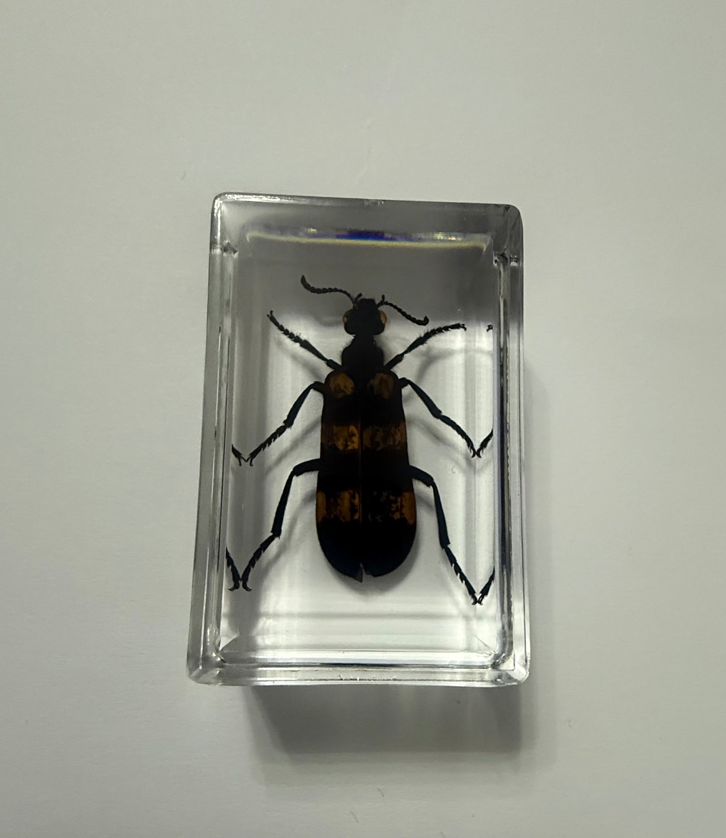 Blister Beetle (Mylabris variabilis) Entomology Specimen