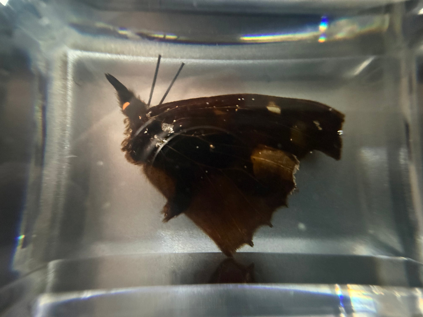 Butterfly Specimen in Resin