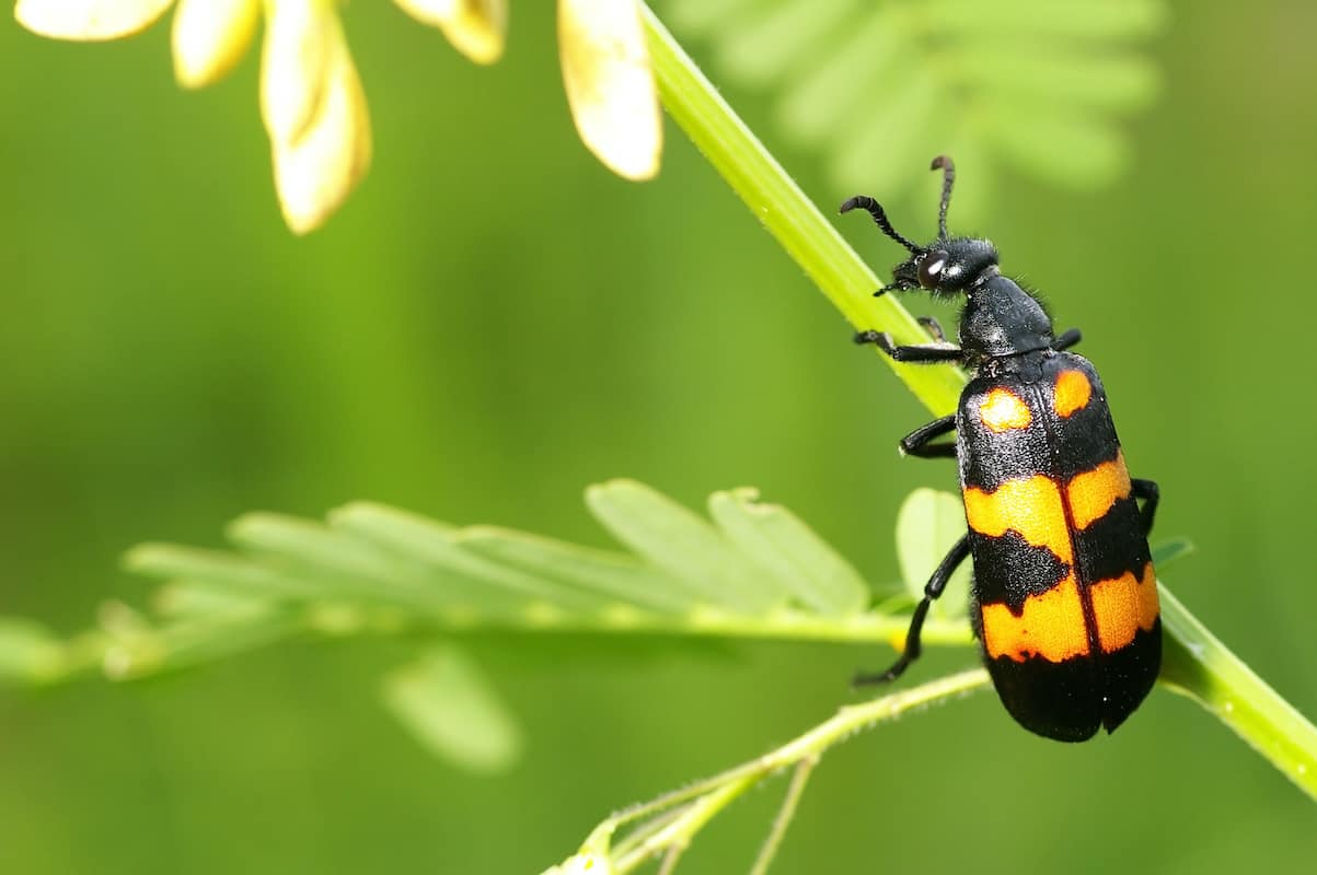 Blister Beetle (Mylabris variabilis) Entomology Specimen