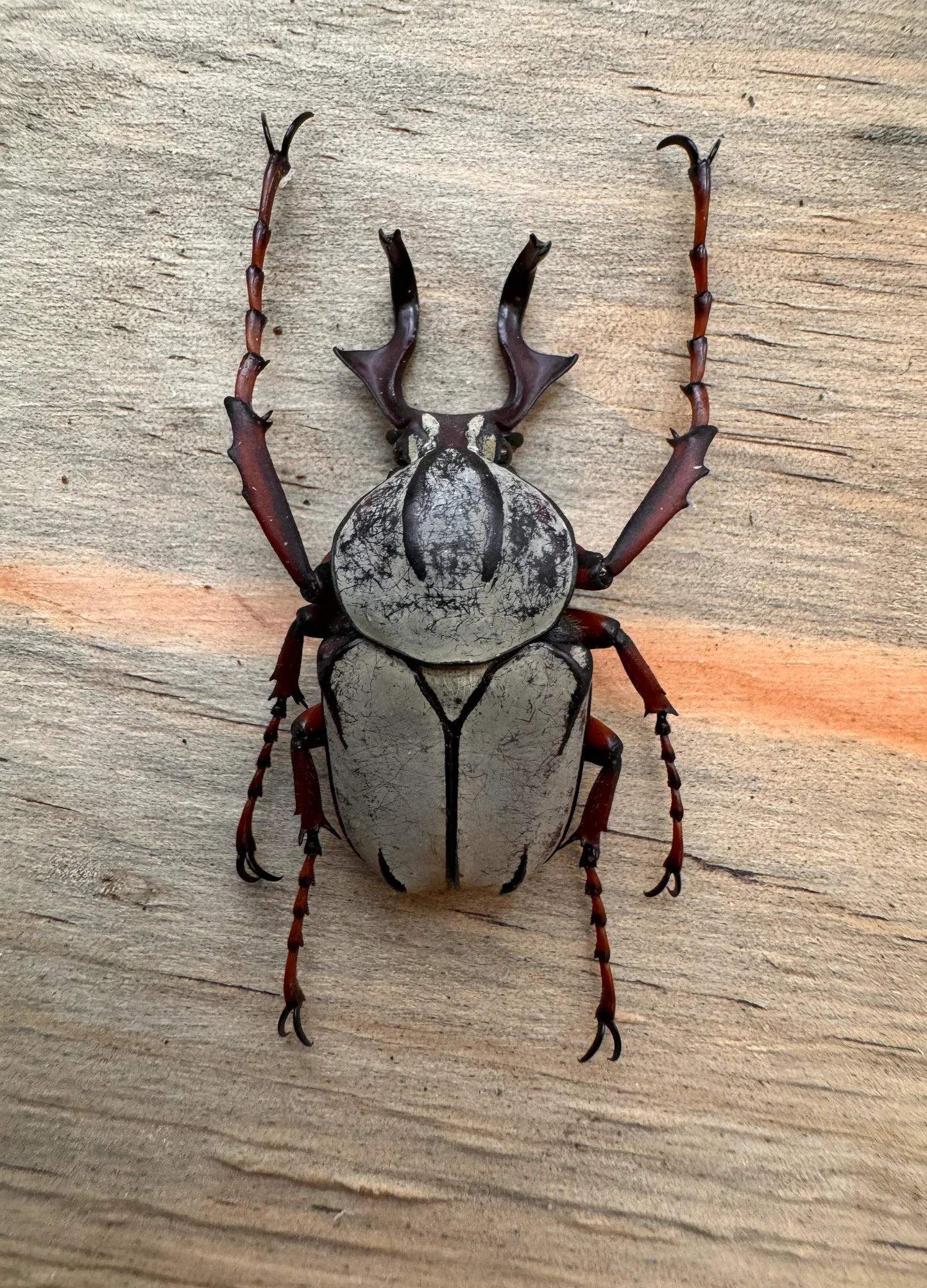 Reindeer Beetle (Dicranocephalus sp.) Entomology Specimen