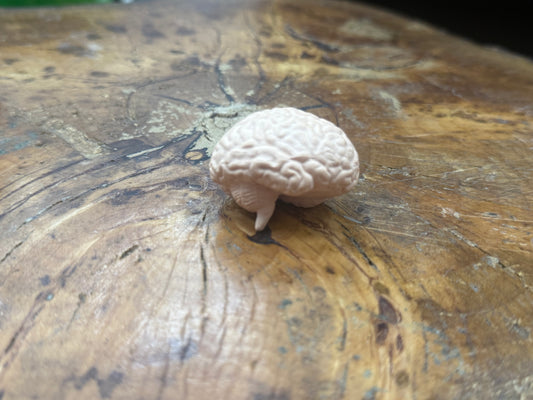 Organ Body Part Miniature Figure