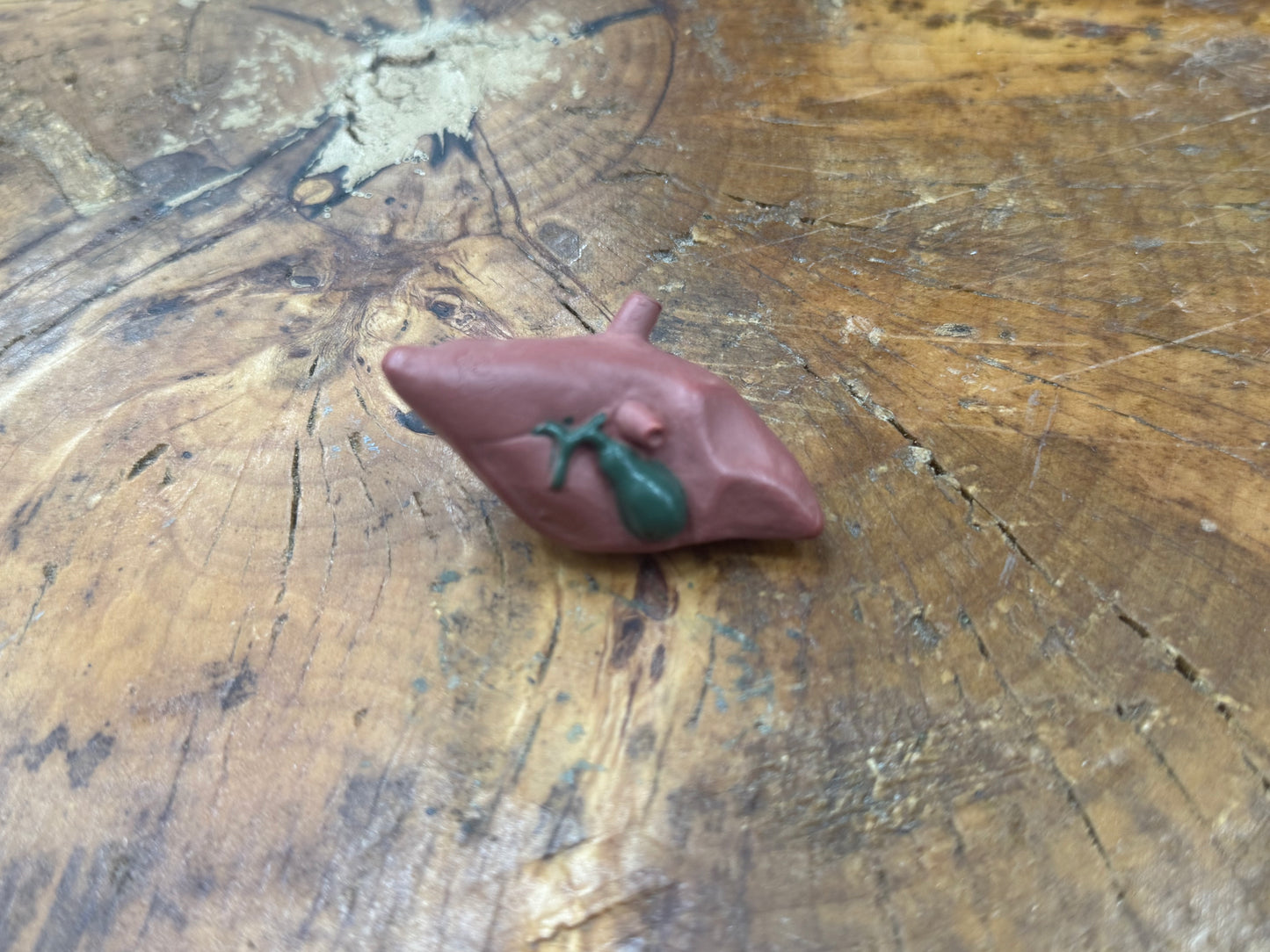 Organ Body Part Miniature Figure