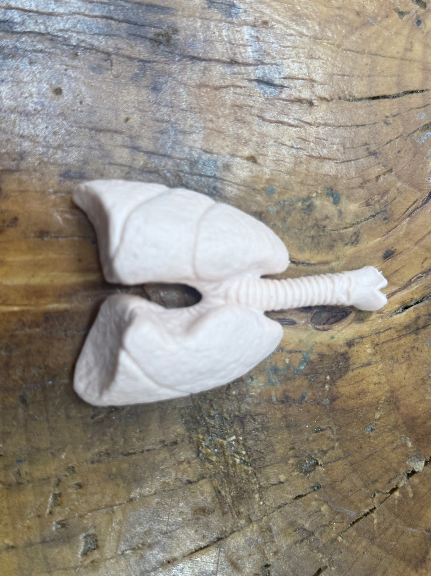 Organ Body Part Miniature Figure