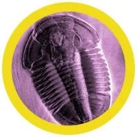 Trilobite (Asaphiscus wheeleri) Giant Microbes Plush