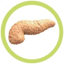 Pancreas Giant Microbes Plush