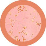 Pimple (Propionibacterium acnes) Giant Microbes Plush