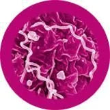 Pox - Syphillis (Treponema pallidum) Giant Microbes Plush