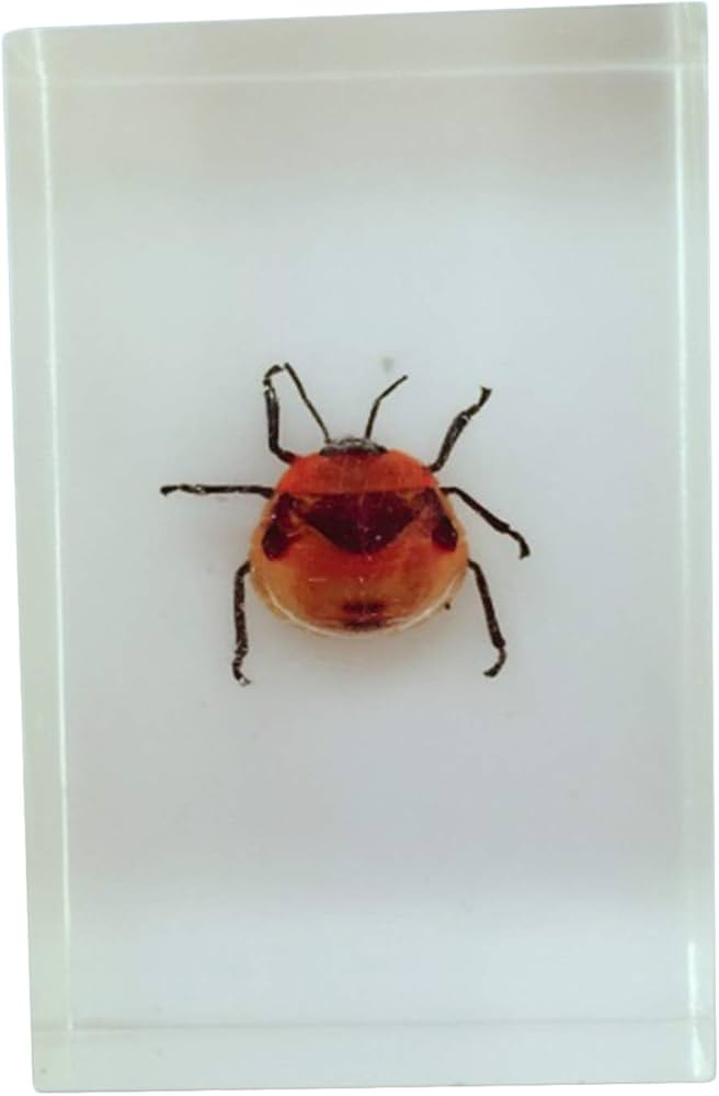 Camellia Shield Bug (Poecilocoris latus) Entomology Specimen in Resin