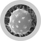 Gigantic White Blood Cell (Leukocyte) Giant Microbes Plush