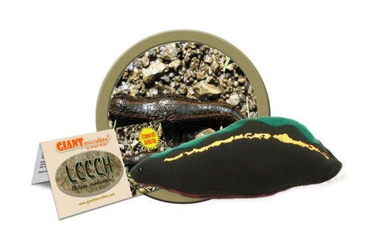 Leech (Hirudo medicinalis) Giant Microbes Plush