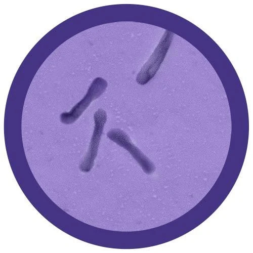 C. Diff (Clostridium diffcile0 Giant Microbe Plush