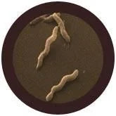 Diarrhea (Campylobacter jejuni) Giant Microbes Plush