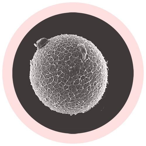 Egg Cell (Human ovum) Giant Microbes Plush