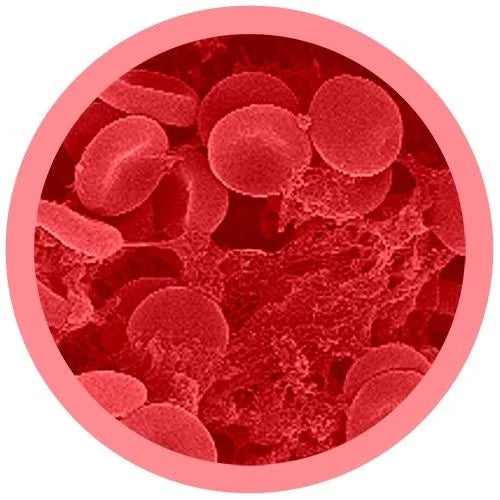 Cells at Work! Red Blood Cell