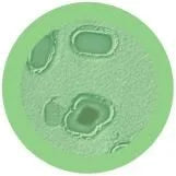 Gangrene (Clostridium perfringens) Giant Microbes Plush