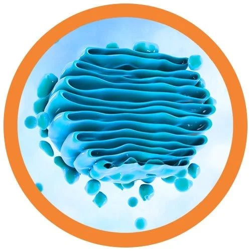 Golgi Apparatus Giant Microbes Plush