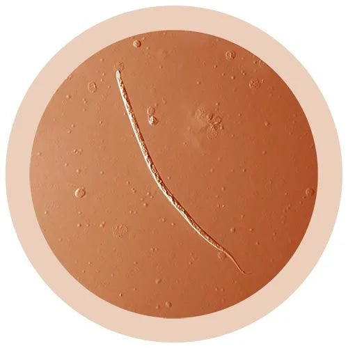 Heartworm (Dirofilaria immitis) Giant Microbes Plush