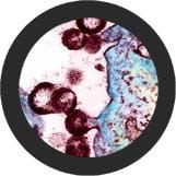 HIV (Human Immunodeficiency Virus) Giant Microbes Plush