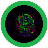 Diabetes Beta Cell - Insulin (Beta cells) Giant Microbes Plush