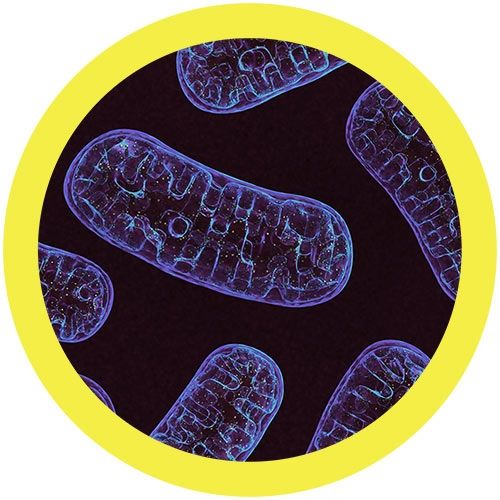 Mitochondria Giant Microbes Plush