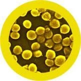 MRSA (Methicillin-Resistant- staphylococcis aureus) Giant Microbes Plush