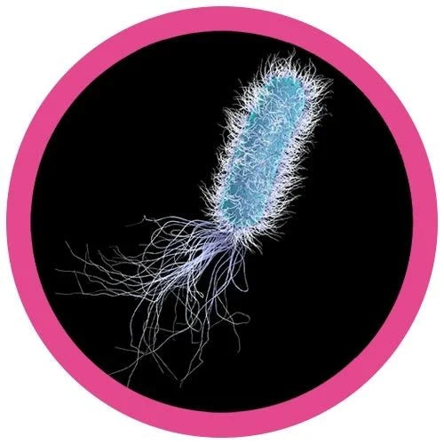 Pseudomonas Aeruginosa Giant Microbes Plush