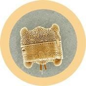 Scum (Biddulphia) Giant Microbes Plush