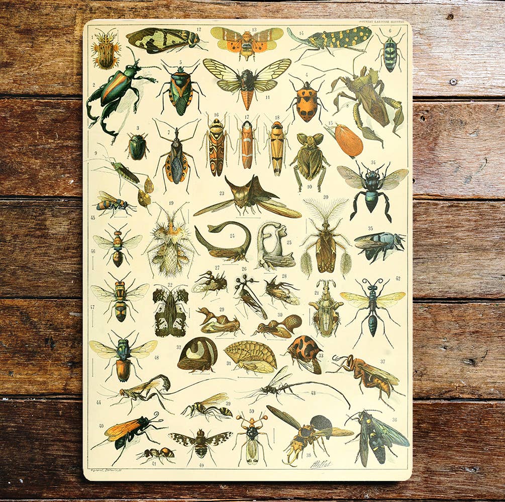 Insects  bugs Metal Sign Plaque