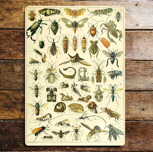 Insects  bugs Metal Sign Plaque