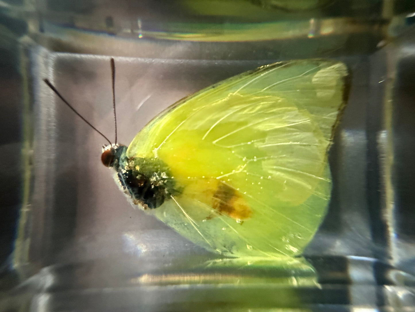 Butterfly Specimen in Resin