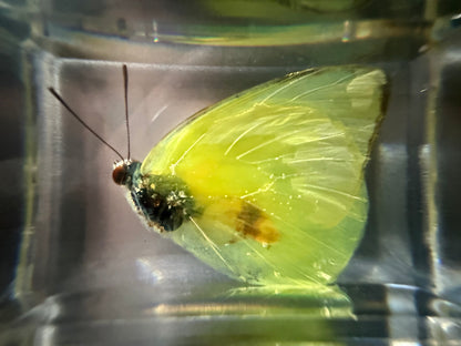 Butterfly Specimen in Resin