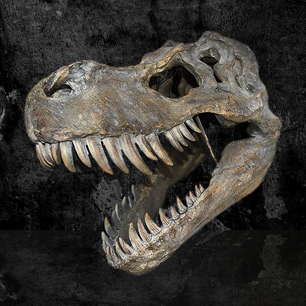 Tyrannosaurus Rex Skull Large 51.1cm Statue
