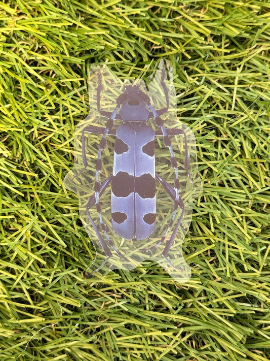 Rosalia Longicorn Beetle (Rosalia alpina) Transparent Sticker