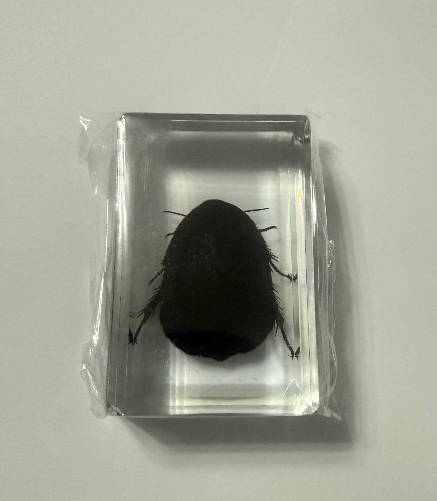 Surinam Cockroach (Pycnoscelus surinamensis) Entomology Specimen