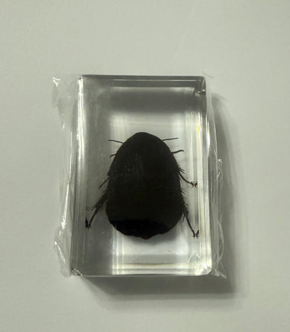Surinam Cockroach (Pycnoscelus surinamensis) Entomology Specimen