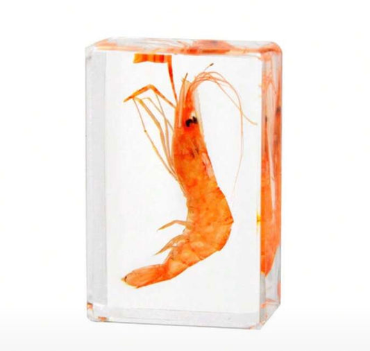 Freshwater Shrimp Specimen in Resin