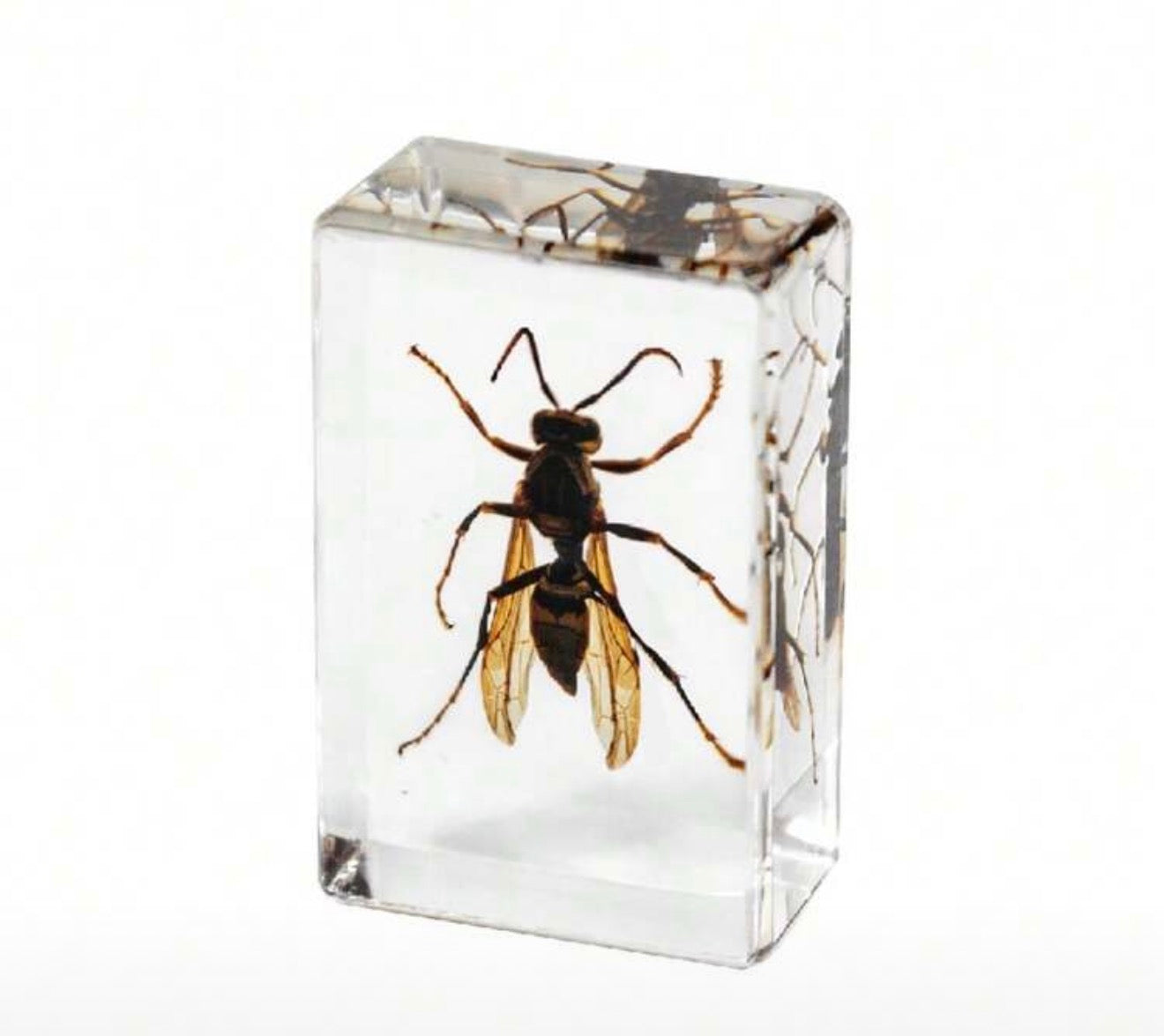 Yellow Paper Wasp (Polistes olivaceus) Specimen in Resin
