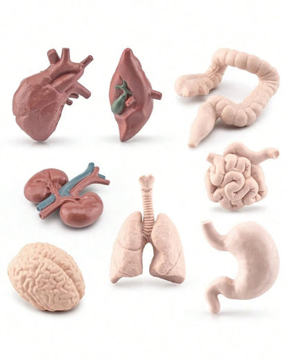 Organ Body Part Miniature Figure
