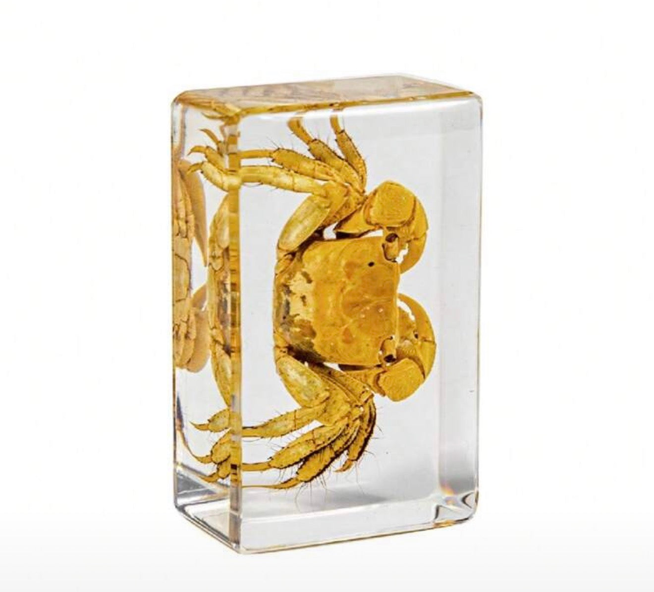 Kurobenkeigani (Orisarma dehaani) Specimen in Resin