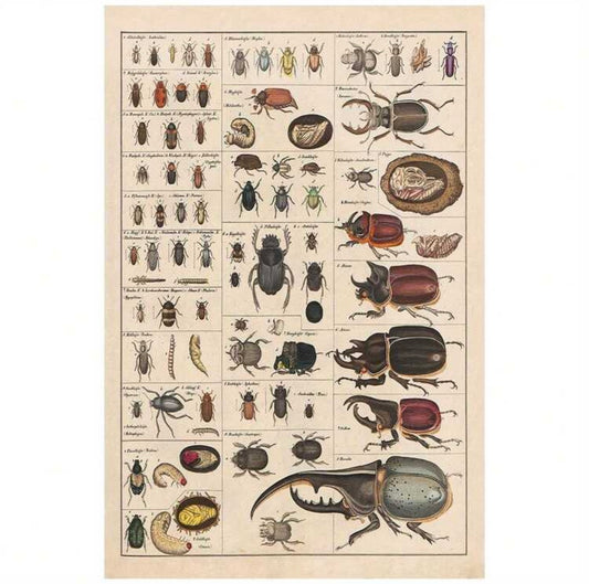 Beetle Species Vintage Unframed Canvas