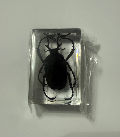 Reindeer Beetle (Dicranocephalus sp.) Entomology Specimen