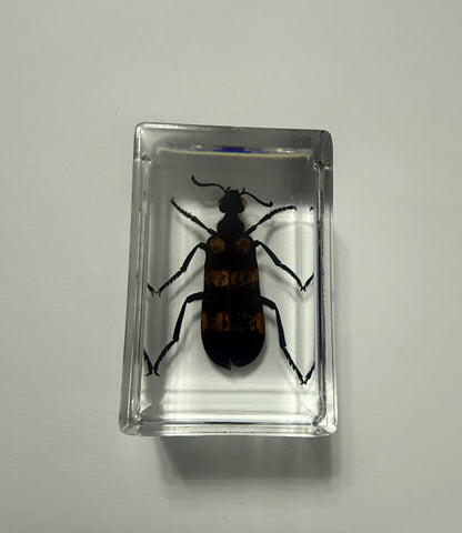 Blister Beetle (Mylabris variabilis) Entomology Specimen