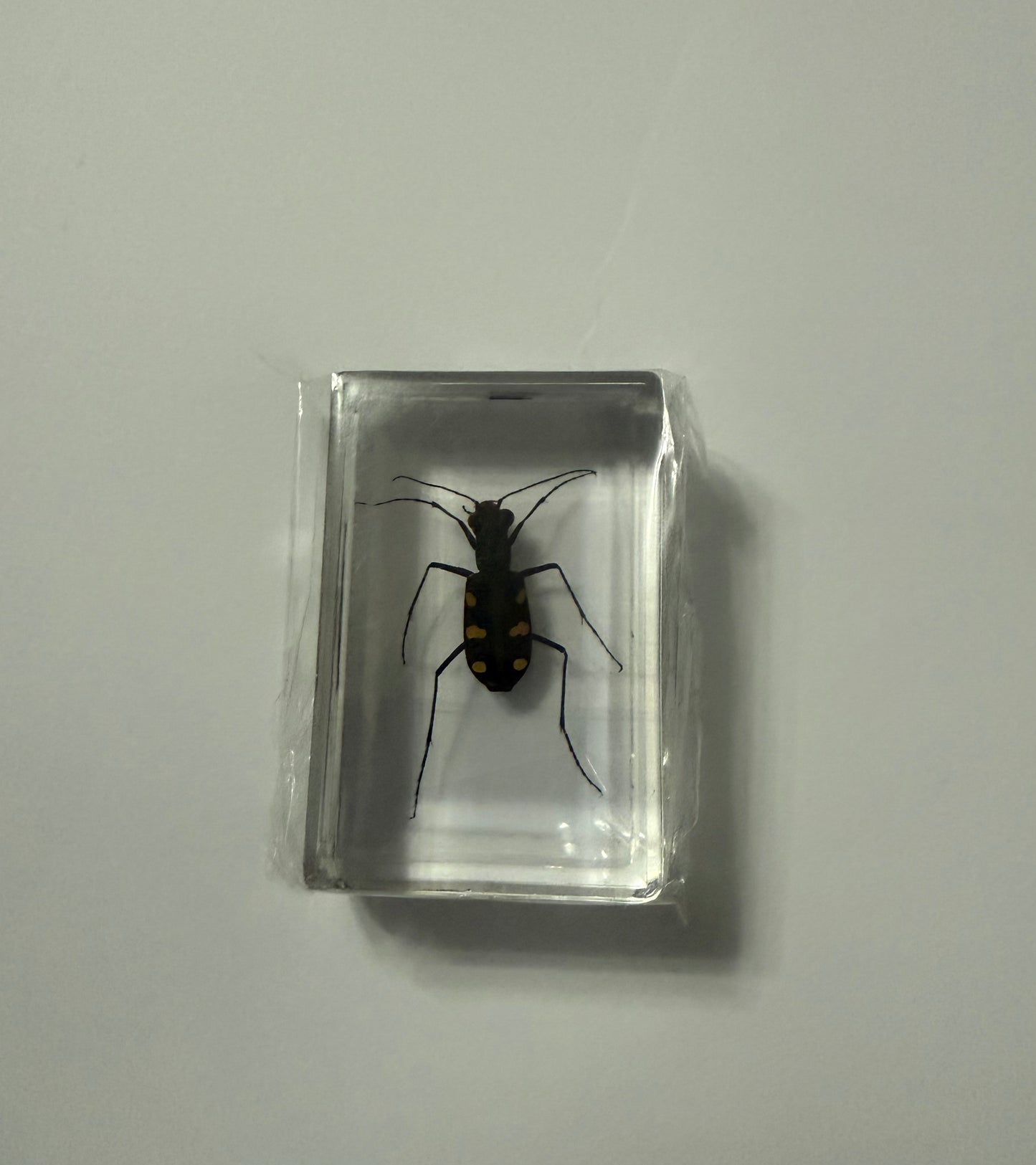 Eight Star Tiger Beetle (Cosmodela batesi) Entomology Specimen