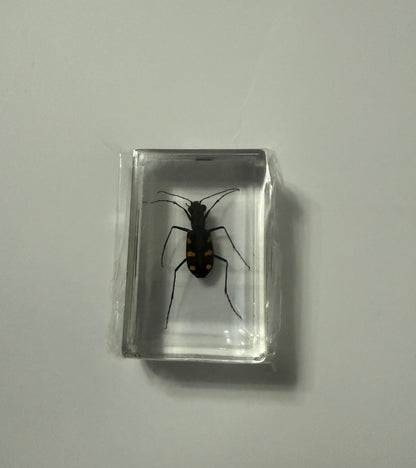 Eight Star Tiger Beetle (Cosmodela batesi) Entomology Specimen